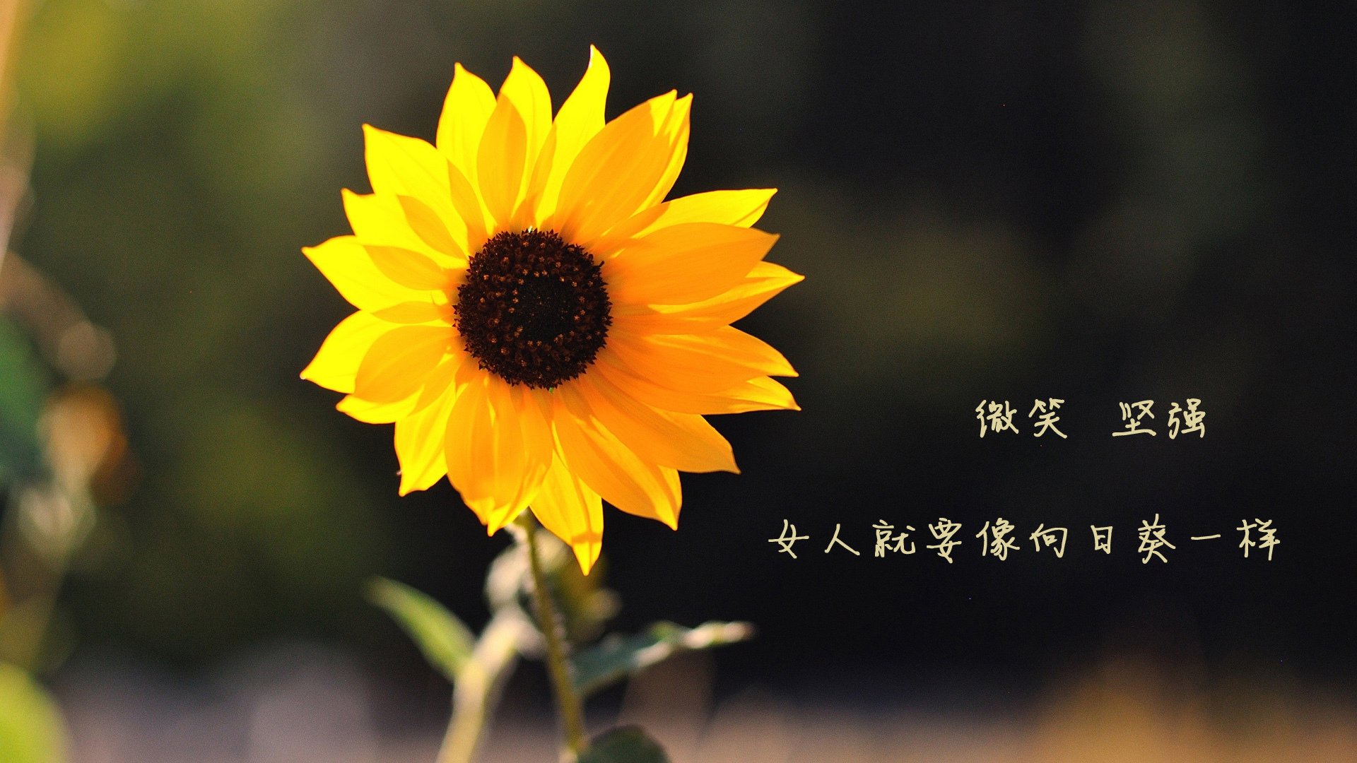 世界攀岩场馆会员增长激励计划实施报告,攀岩馆场地要求